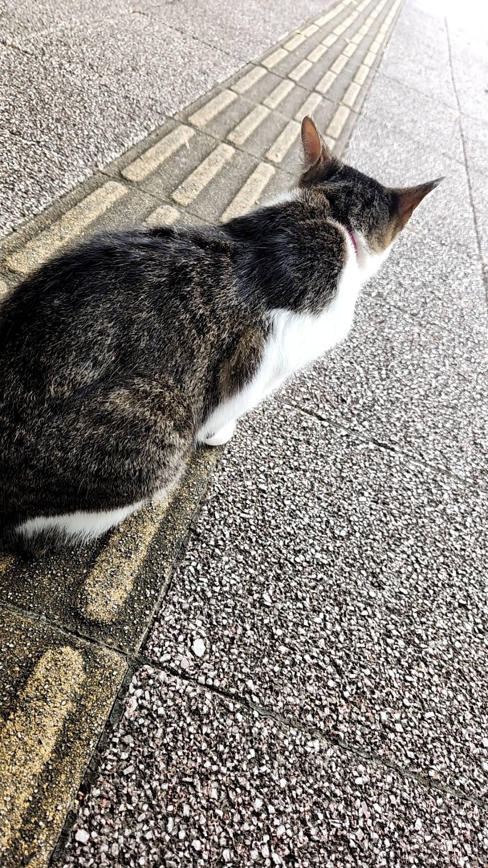 猫は恩返ししないが、気持ちは貰えてる