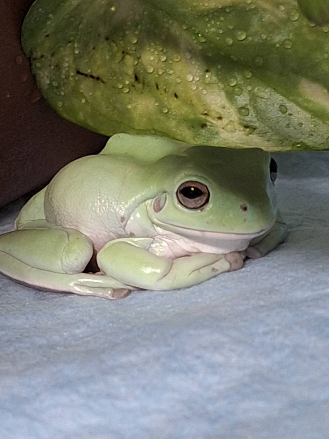 新しい仲間が増えました